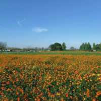 荷蘭公園：綠意盎然