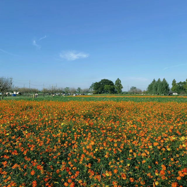 荷蘭公園：綠意盎然