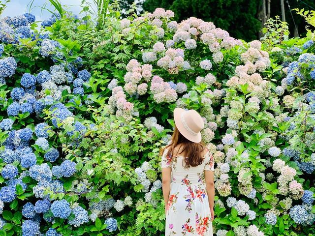 Ajisai @ Hydrangea in Niigata 