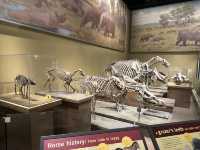 【🇺🇸芝加哥🇺🇸】Field Musuem：暴龍🦖 T Rex 體驗，難忘博物館之旅，適合帶小朋友來震撼教育一下‼️