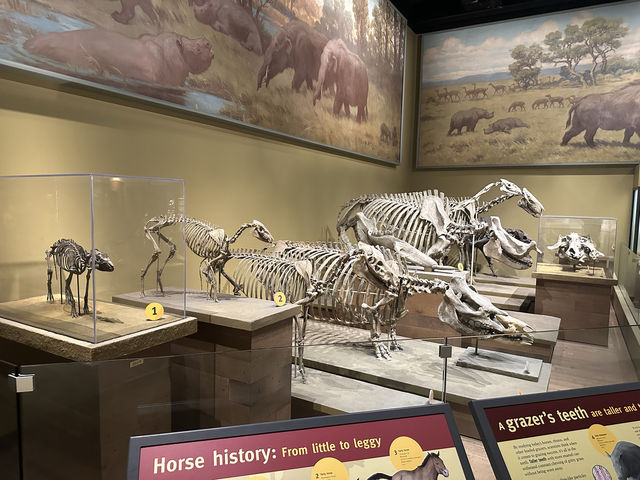 【🇺🇸芝加哥🇺🇸】Field Musuem：暴龍🦖 T Rex 體驗，難忘博物館之旅，適合帶小朋友來震撼教育一下‼️