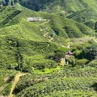 Add Cameron Highland to your holiday wishlist ! 