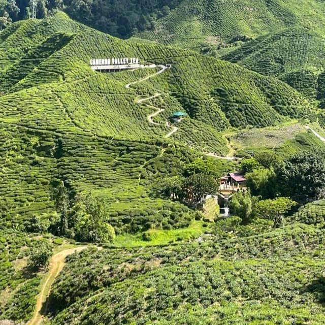 Add Cameron Highland to your holiday wishlist ! 