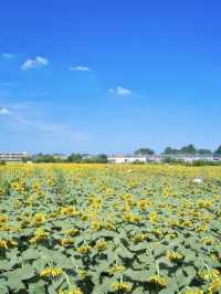 入場無料‼️見頃これから🌻※おでかけアドバイスと訪問時の注意点付き