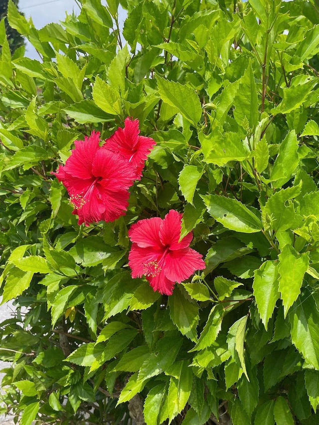 久米島空港で美味しいソーキそば❤️