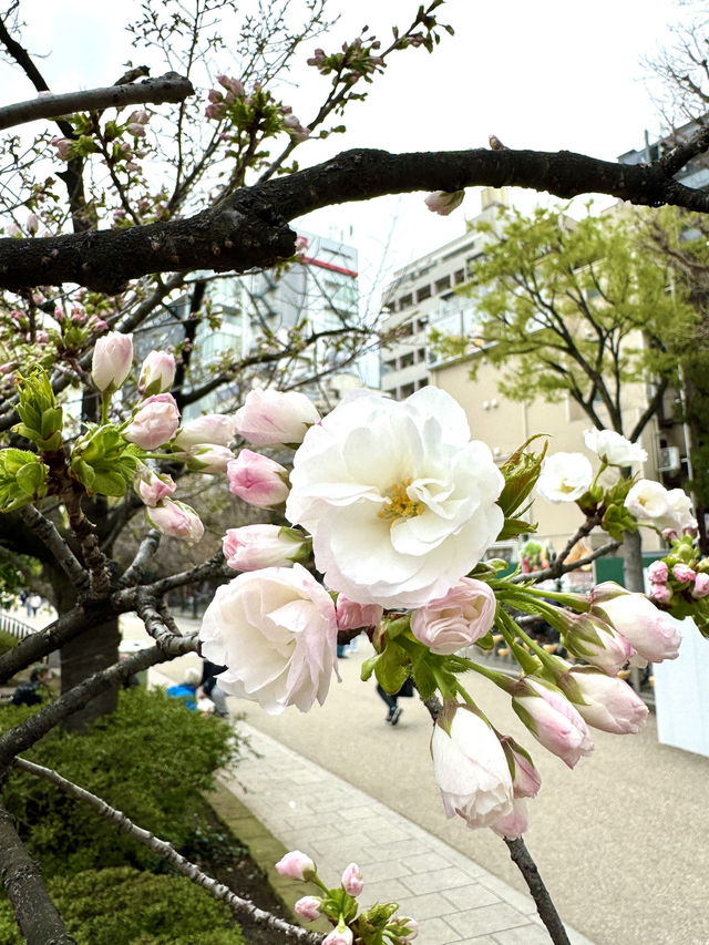 東京　東京観光　絶対外せない観光スポット不忍池に行ってきたぞ！