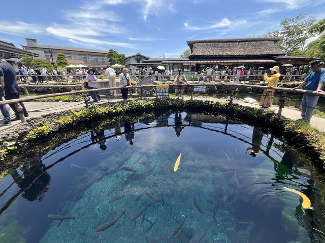 富士山の湧水でできた忍野八海@山梨県🦢