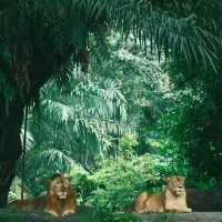 福州動物園：動物奇妙景象，雨天也好玩
