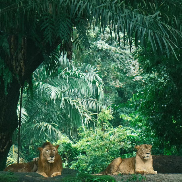 福州動物園：動物奇妙景象，雨天也好玩