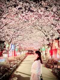 〜神奈川〜古都鎌倉の桜🌸夜桜満開！
