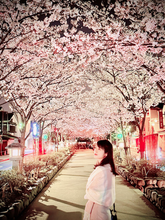 〜神奈川〜古都鎌倉の桜🌸夜桜満開！