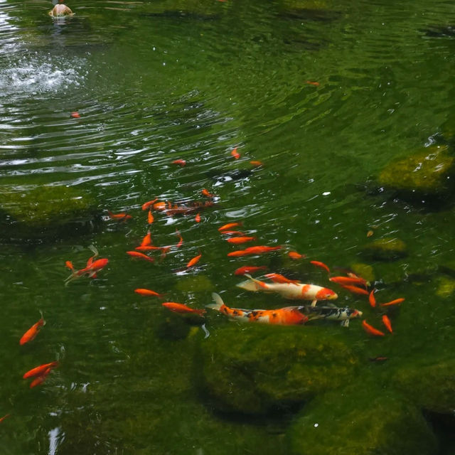 「娜麗公園：綠意盎然、錦鯉池美麗景緻，享受天然氧吧」