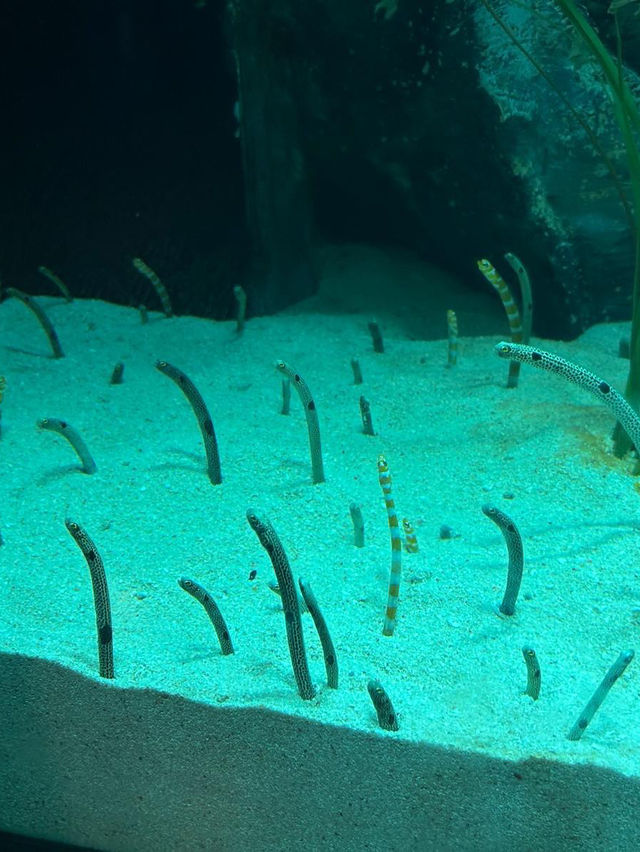 首爾COEX水族館：落雨時的最佳選擇