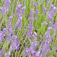 Caldwell Farm: A Lavender Paradise in Icekleford