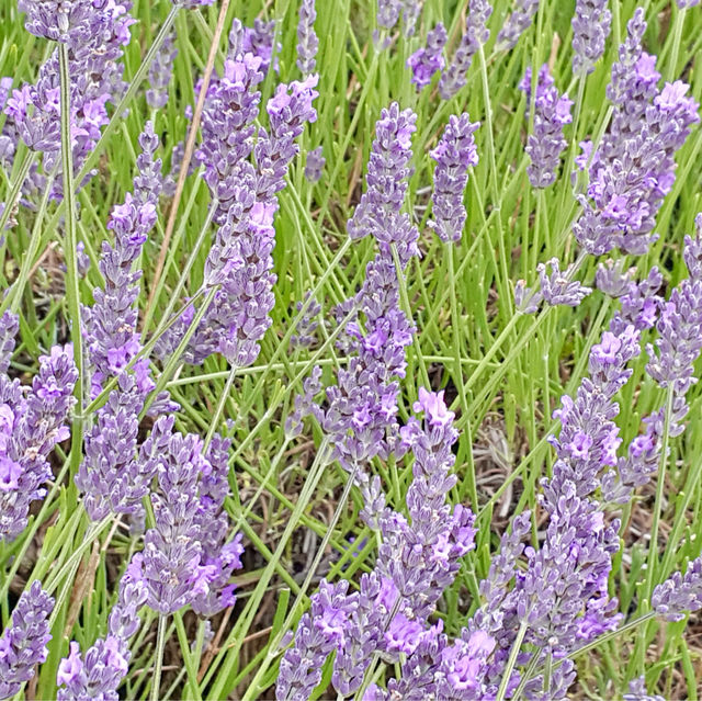 Caldwell Farm: A Lavender Paradise in Icekleford