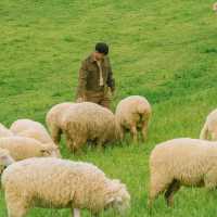 น่ารักเกินต้าน! Akha Farmville  🐑🌳
