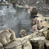 Jigokudani (Snow) Monkey Park ดูน้องลิงแช่ออนเซ็น🐵