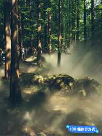 《森林》櫻桃溝：自然美景，適合喜愛植物和尋求靜謐的遊客