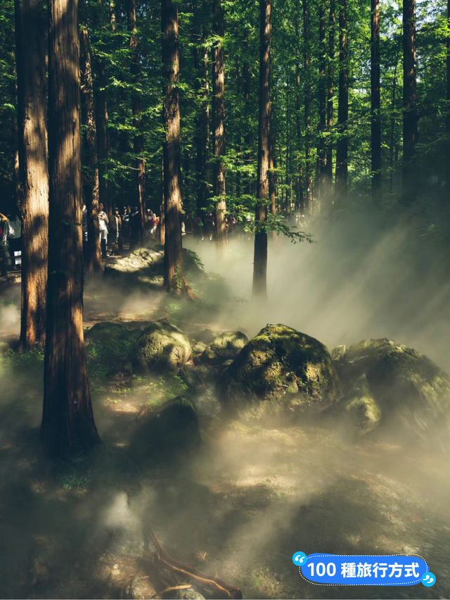 《森林》櫻桃溝：自然美景，適合喜愛植物和尋求靜謐的遊客