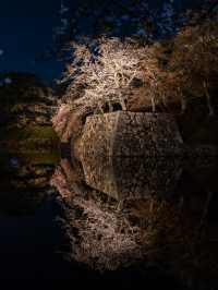 滋賀県桜の名所はここ！彦根城と桜