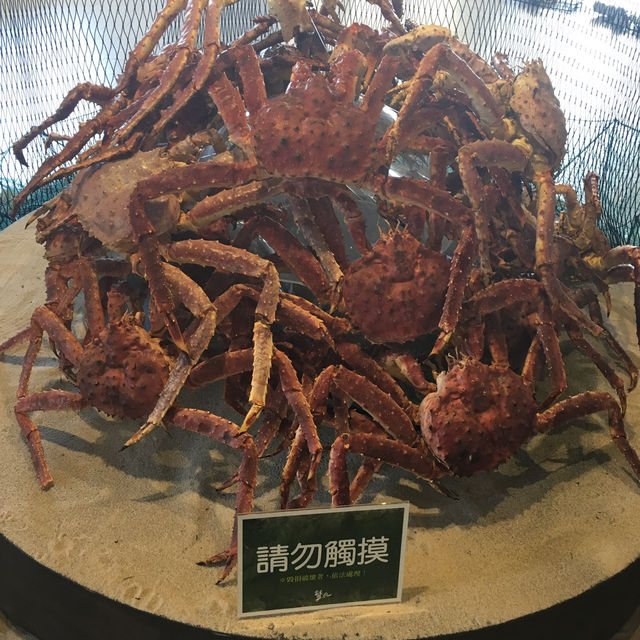在高雄旗津貝殼館邂逅海洋之美