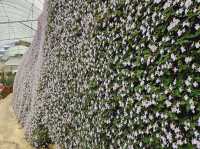 Flowers blooming at Flora Park, Cameron Highlands