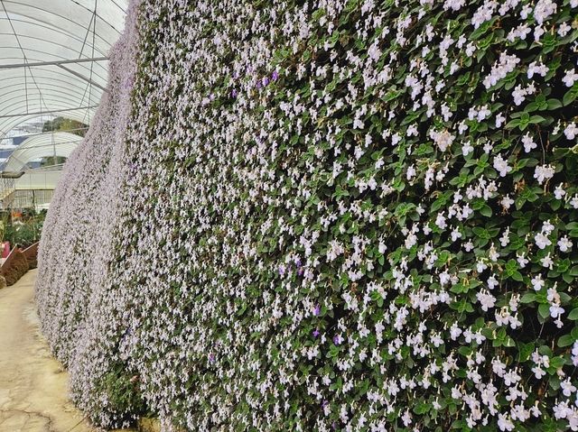 Flowers blooming at Flora Park, Cameron Highlands