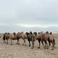 Whispers of the Desert: Conquering Khongor Sand Dunes