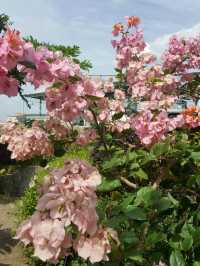 SECRET GARDEN ON A ROOFTOP 