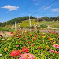 【太陽の丘えんがる公園コスモス園:北海道遠軽町】秋の訪れを教えてくれるコスモス🌸