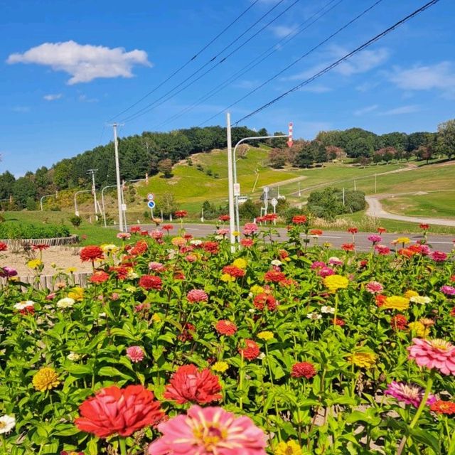 【太陽の丘えんがる公園コスモス園:北海道遠軽町】秋の訪れを教えてくれるコスモス🌸