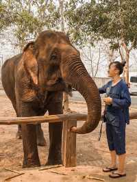 📍Manifa Elephant Camp & Resort