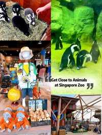 Get Close to Animals at Singapore Zoo