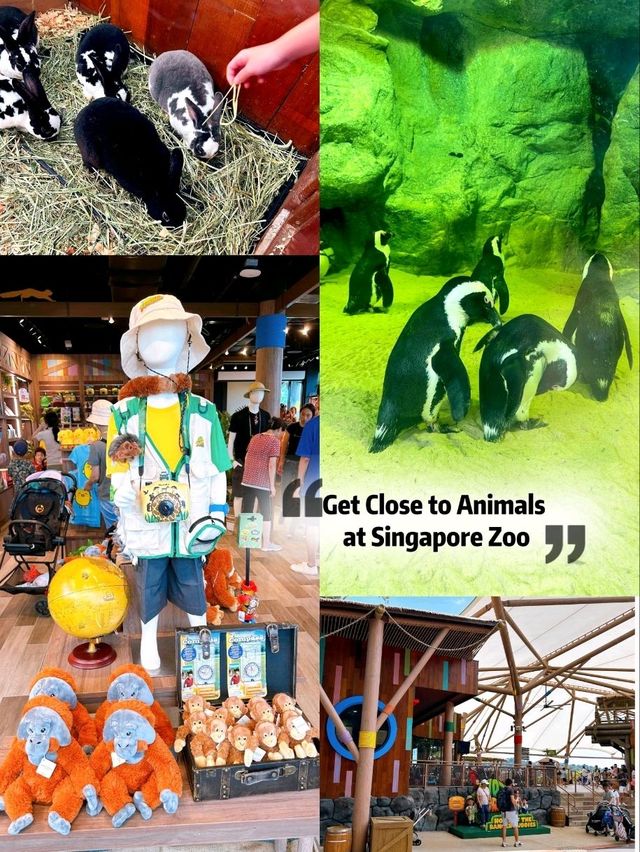 Get Close to Animals at Singapore Zoo