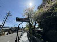 尋找櫻花·名古屋犬山城之旅