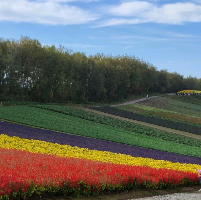 北海道之旅- 富良野富田農場/四季彩之丘