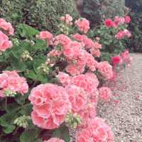 科隆納宮花園：另類賞花體驗