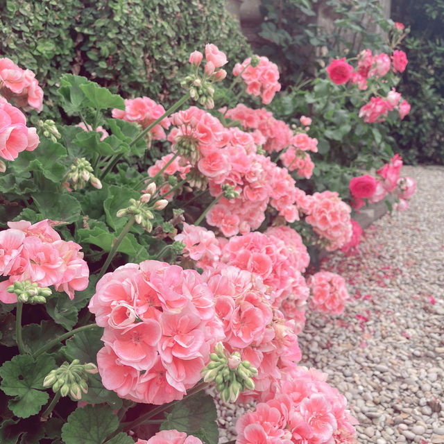 科隆納宮花園：另類賞花體驗