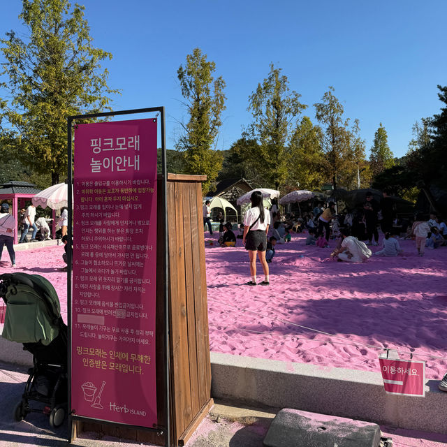 [포천] 핑크핑크한 핑크뮬리를 포천허브아일랜드에서🌸