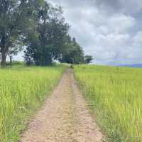 อุทยานแห่งชาติเขาใหญ่ | KHAO YAI National Park 