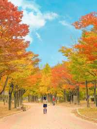 단풍 시즌 가야할 부산 단풍 명소 모음💛