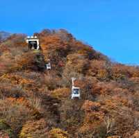 ใบไม้เปลี่ยนสี nikko