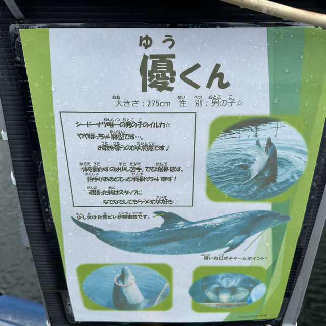 天草水族館海豚體驗活動🐬🐳🐋