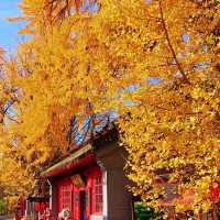 ～文殊寺～銀杏秋色～