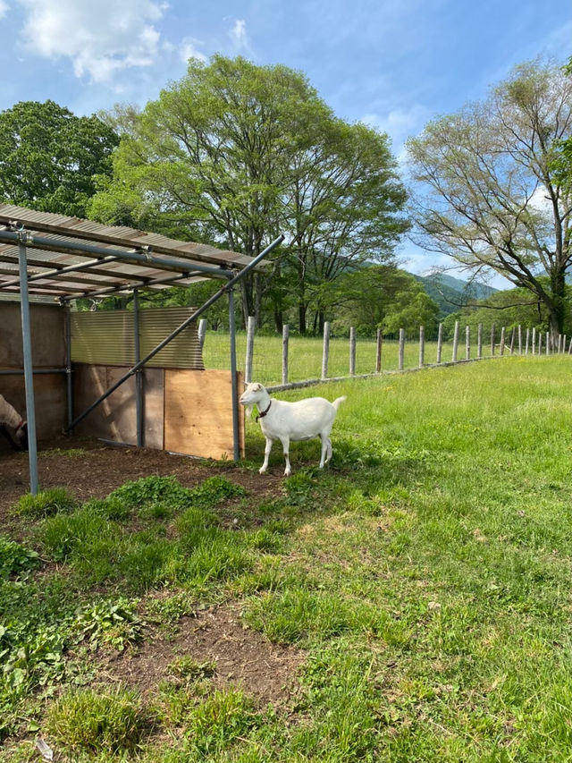 【戸隠】戸隠にある最強牧場🐮🔥