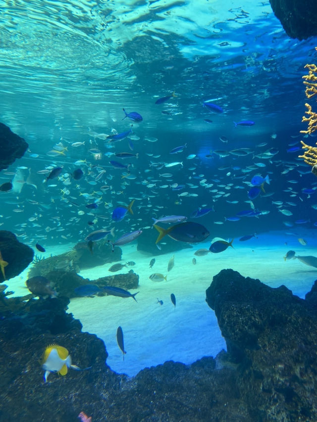 【池袋】屋上にある天空水族館🐟