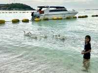 ชวนไปถ่ายรูปกับฝูงน้องห่านที่หาดเทียน