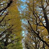 金色秋影🍂明治神宮外苑的銀杏之美✨