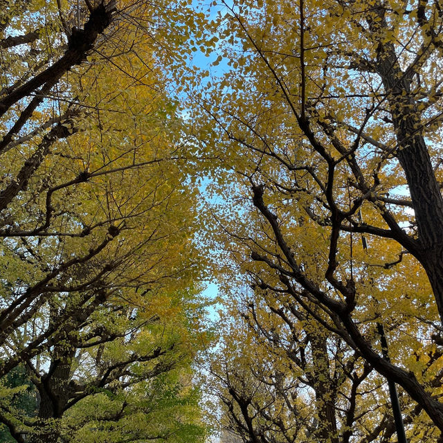 金色秋影🍂明治神宮外苑的銀杏之美✨