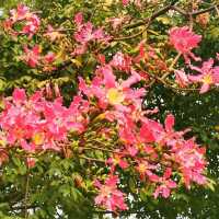 觀瀾河濕地公園